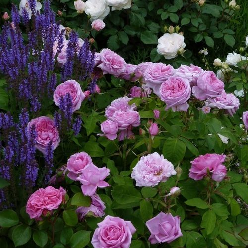 Różowy  - Róże pienne - z kwiatami bukietowymi - korona krzaczasta